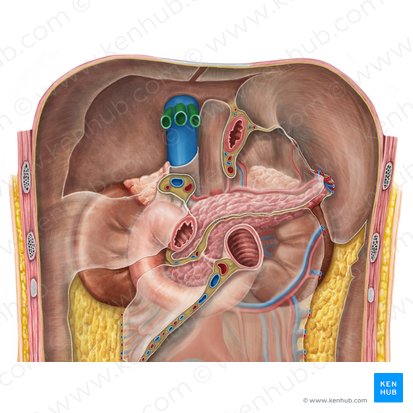 Hepatic veins (Venae hepaticae); Image: Irina Münstermann