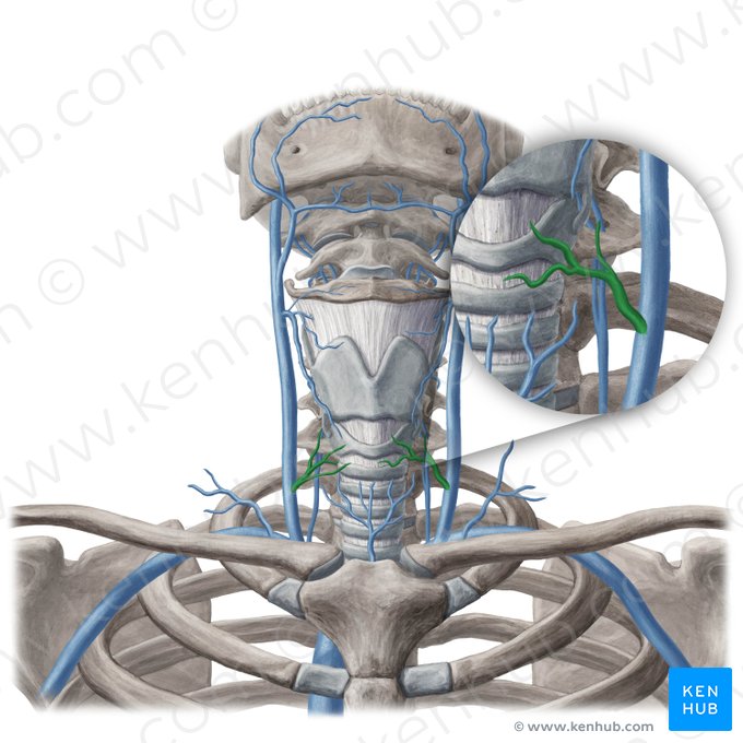 Veia tireóidea média (Vena thyroidea media); Imagem: Yousun Koh