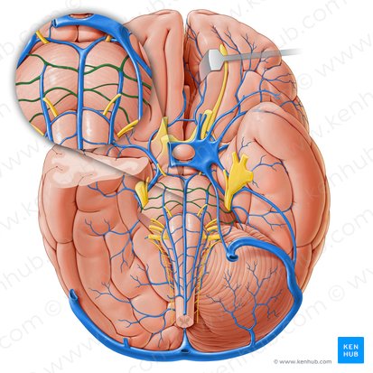 Veias transversais da ponte (Venae transversae pontis); Imagem: Paul Kim