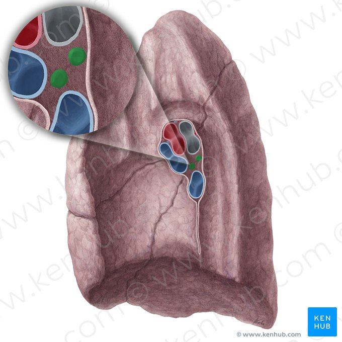 Bronchopulmonary lymph nodes of right lung (Nodi lymphoidei bronchopulmonales pulmonis dextri); Image: Yousun Koh