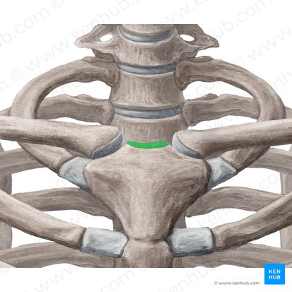 Incisura jugularis sterni (Drosseleinschnitt des Brustbeins); Bild: Yousun Koh