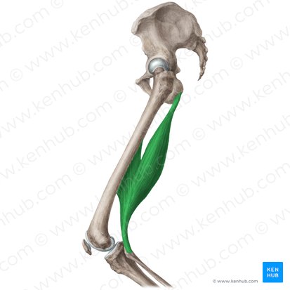 Biceps femoris muscle (Musculus biceps femoris); Image: Liene Znotina