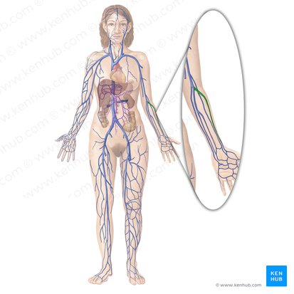 Venae radiales (Speichenvenen); Bild: Begoña Rodriguez