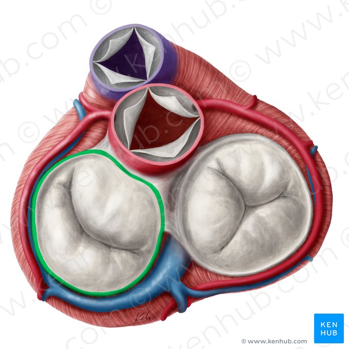Anel fibroso da valva mitral (Anulus fibrosus valvae atrioventricularis sinistrae); Imagem: Yousun Koh