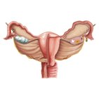 Sistema reprodutor feminino