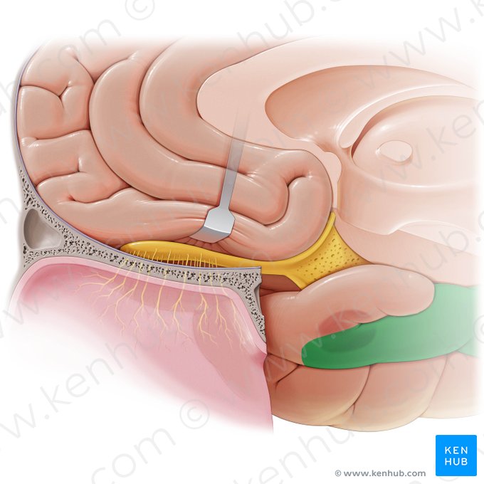 Gyrus parahippocampal (Gyrus parahippocampalis); Image : Paul Kim