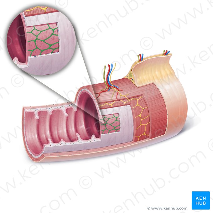 Plexo submucoso (de Meissner) (Plexus nervosus submucosus); Imagem: Paul Kim