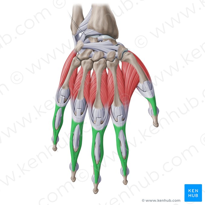 Faisceaux collatéraux de l'expansion de l'extenseur de la main (Fasciculi collaterales aponeurosis extensoriae manus); Image : Paul Kim