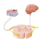 Pain and thermal sensations