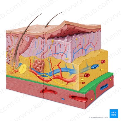 Fascia (Faszie); Bild: Paul Kim