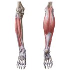 Visão geral dos músculos da perna