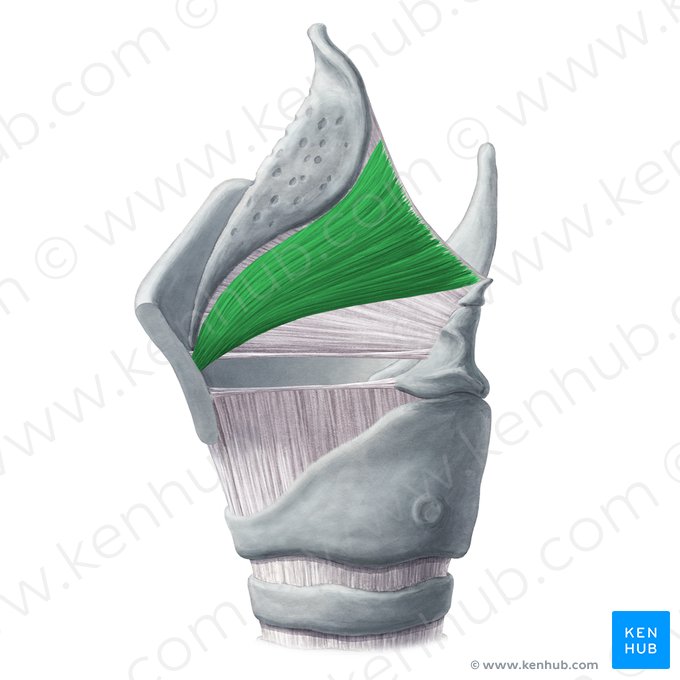 Musculus thyroepiglotticus (Schildknorpel-Kehldeckel-Muskel); Bild: Yousun Koh