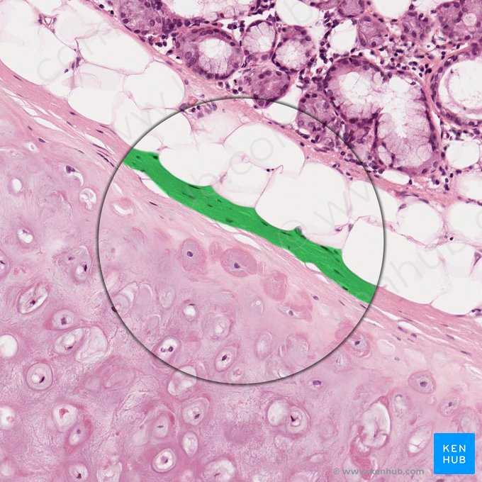 Pericôndrio (Perichondrium); Imagem: 