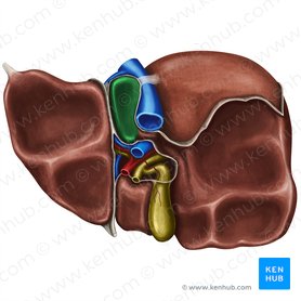 Lóbulo caudado del hígado (Lobus caudatus hepatis); Imagen: Irina Münstermann