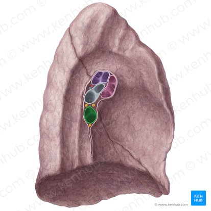 Vena pulmonalis inferior sinistra (Linke untere Lungenvene); Bild: Yousun Koh