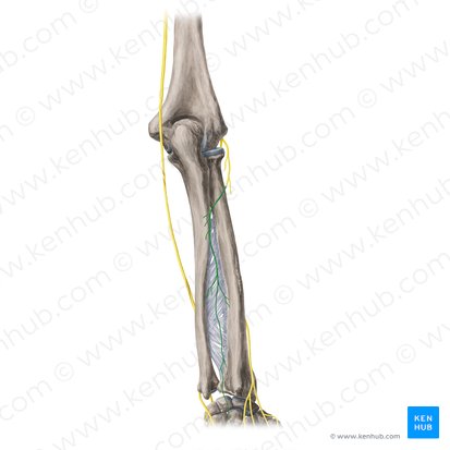 Nervo interósseo posterior (Nervus interosseus posterior); Imagem: Yousun Koh