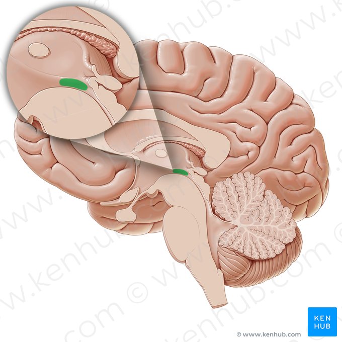 Subthalamus; Image: Paul Kim