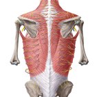 Anatomia do dorso: visão geral