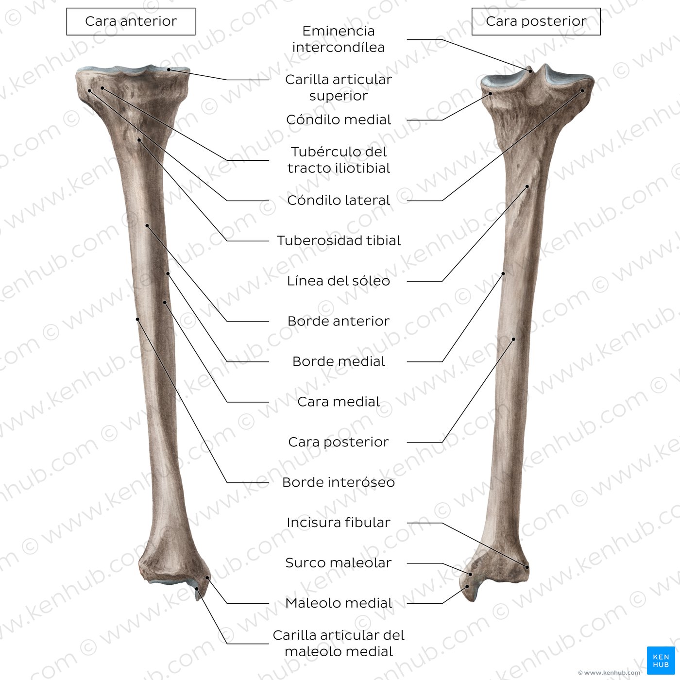 Anatomía De Los Huesos De La Pierna Huesos Del Muslo Y La Pierna