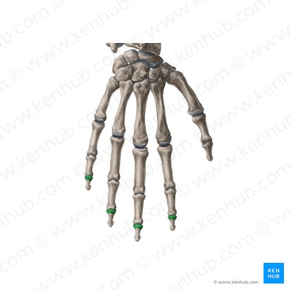 Bases of distal phalanges of 2nd-5th fingers (Bases phalangium distalium digitorum manus 2-5); Image: Yousun Koh