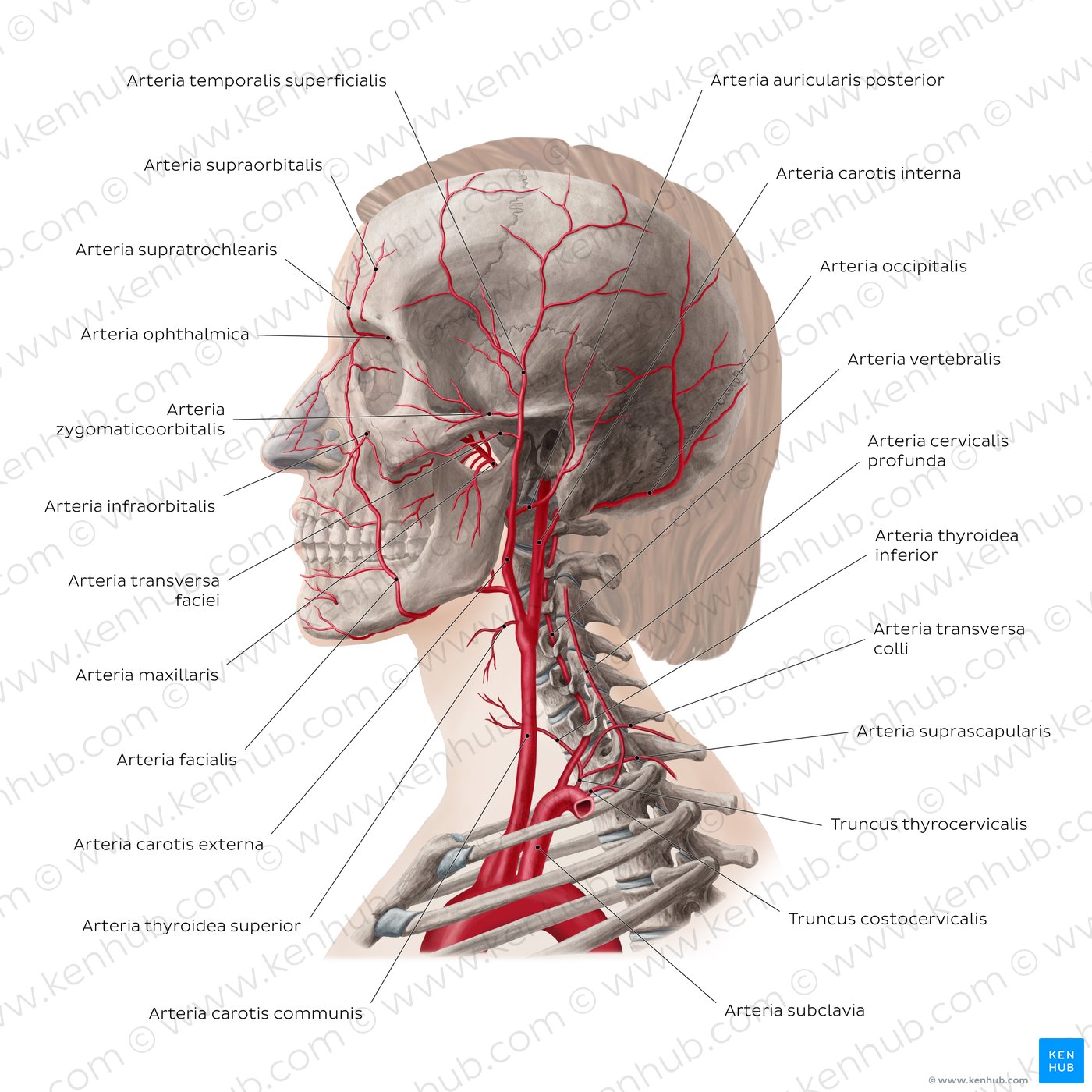 Arterien von Kopf und Hals