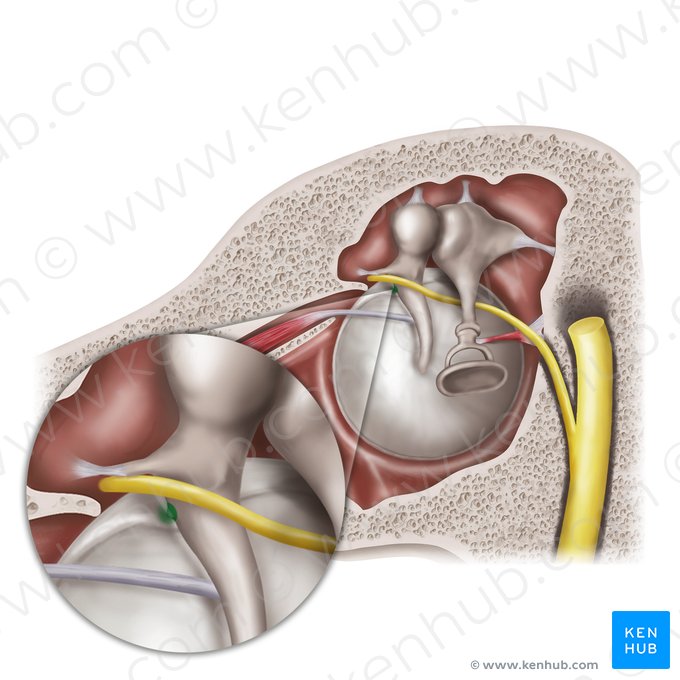 Proceso lateral del martillo (Processus lateralis mallei); Imagen: Mao Miyamoto