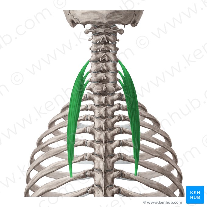 Músculo iliocostal cervical (Musculus iliocostalis cervicis); Imagen: Yousun Koh
