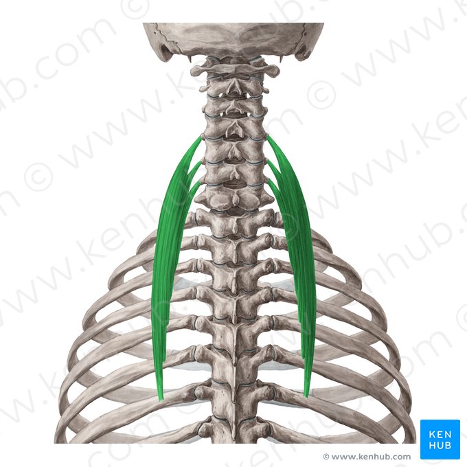 Iliocostalis cervicis muscle (Musculus iliocostalis cervicis); Image: Yousun Koh