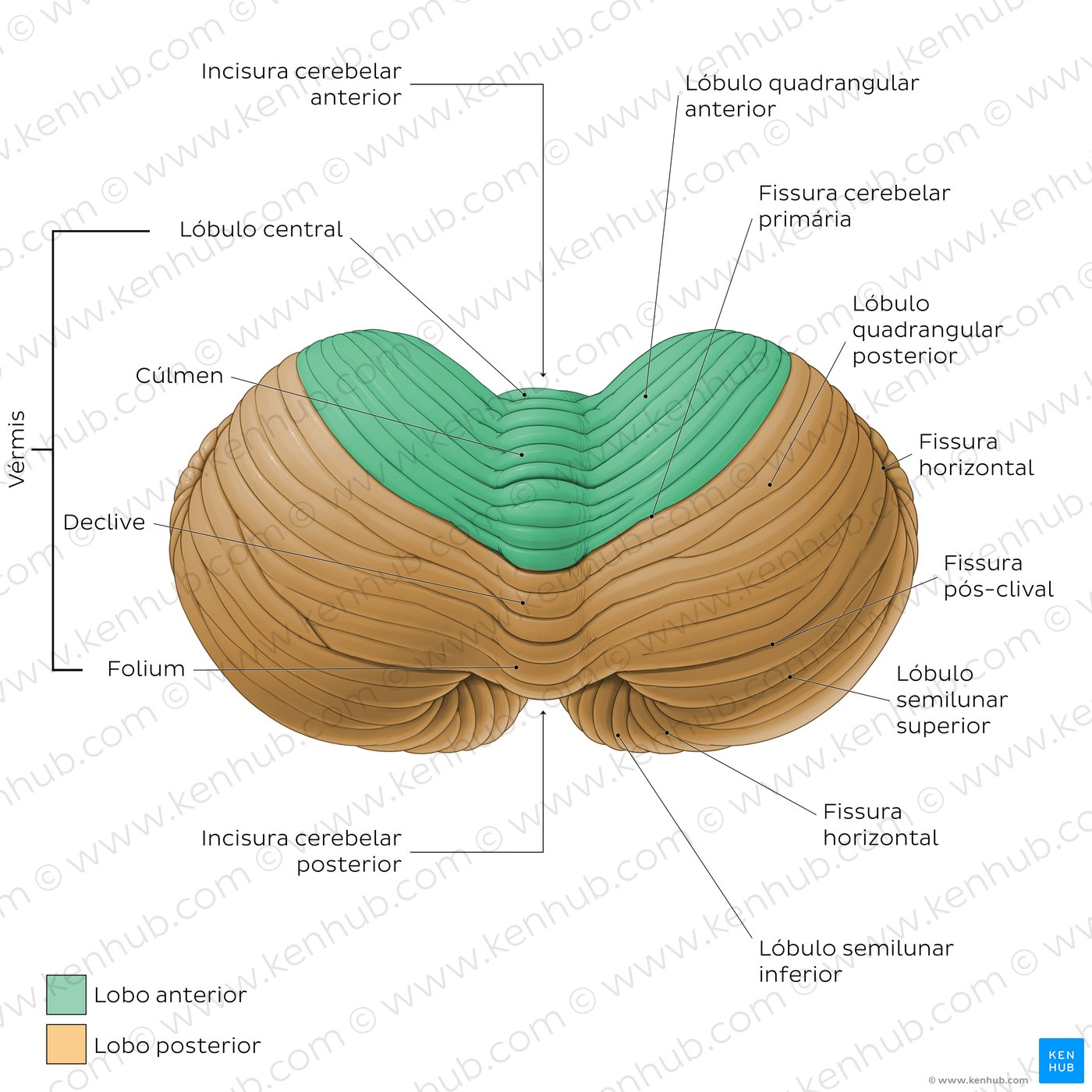 Anatomia do Cerebelo - vista anterior e posterior