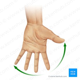 Abducción de los dedos de la mano (Abductio digitorum manus); Imagen: Paul Kim