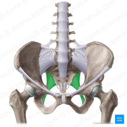 Sacrotuberous ligament (Ligamentum sacrotuberale); Image: Liene Znotina