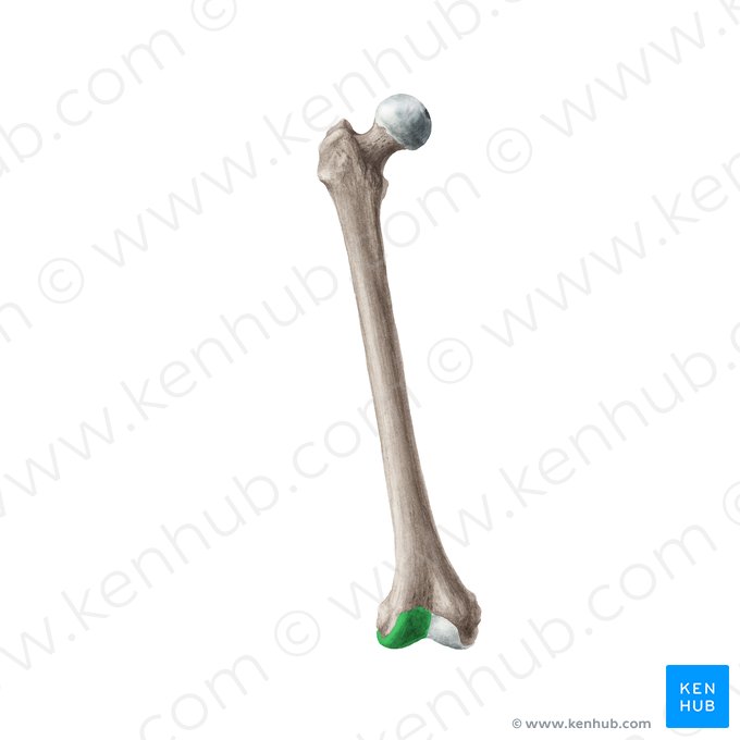 Lateral condyle of femur (Condylus lateralis femoris); Image: Liene Znotina