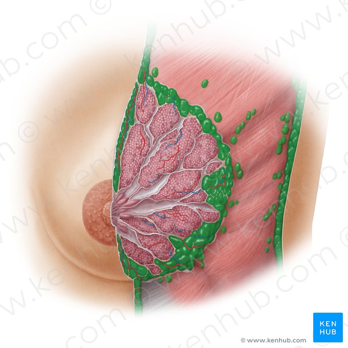 Adipose tissue (Textus adiposus); Image: Samantha Zimmerman