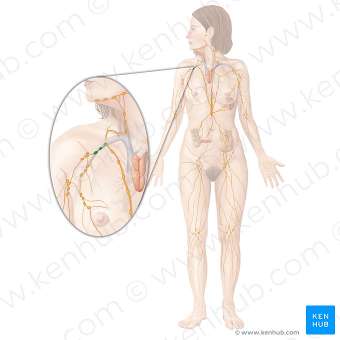 Subclavian lymph nodes (Nodi lymphoidei subclavii); Image: Begoña Rodriguez