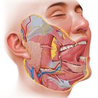 Visão geral dos nervos cranianos