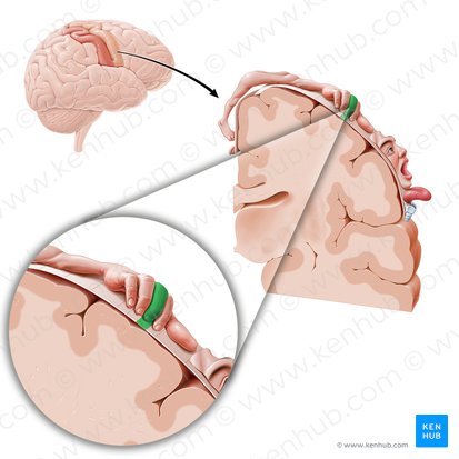 Cortex motorius digiti medii manus (Motorischer Kortex des Mittelfingers); Bild: Paul Kim