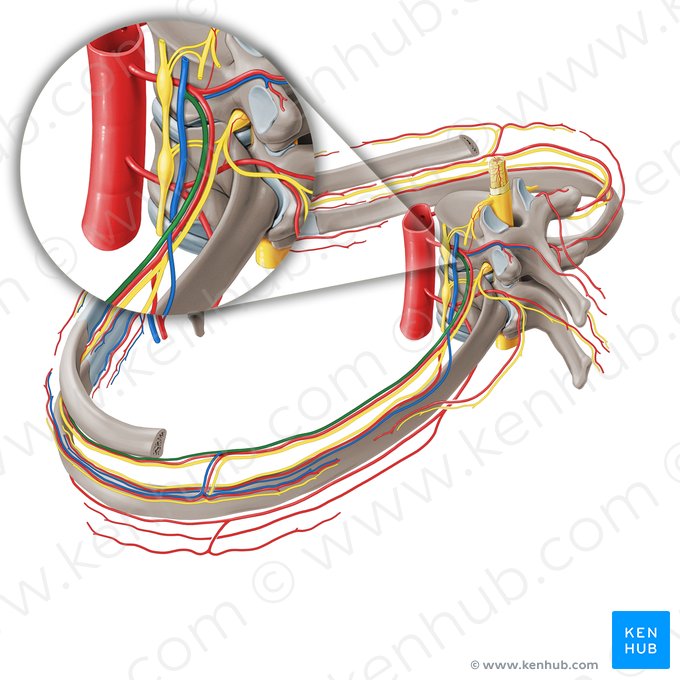 Veias intercostais posteriores (Vena intercostalis posterior); Imagem: Paul Kim