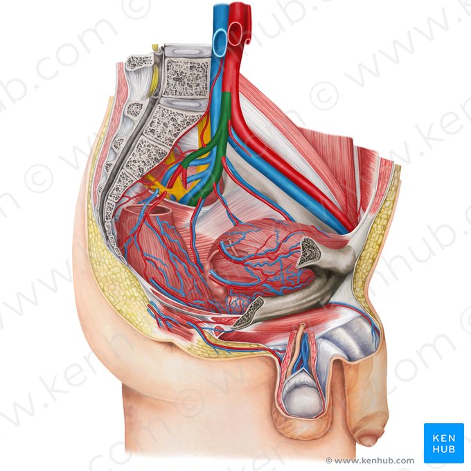 Arteria iliaca interna sinistra (Linke innere Beckenarterie); Bild: Irina Münstermann