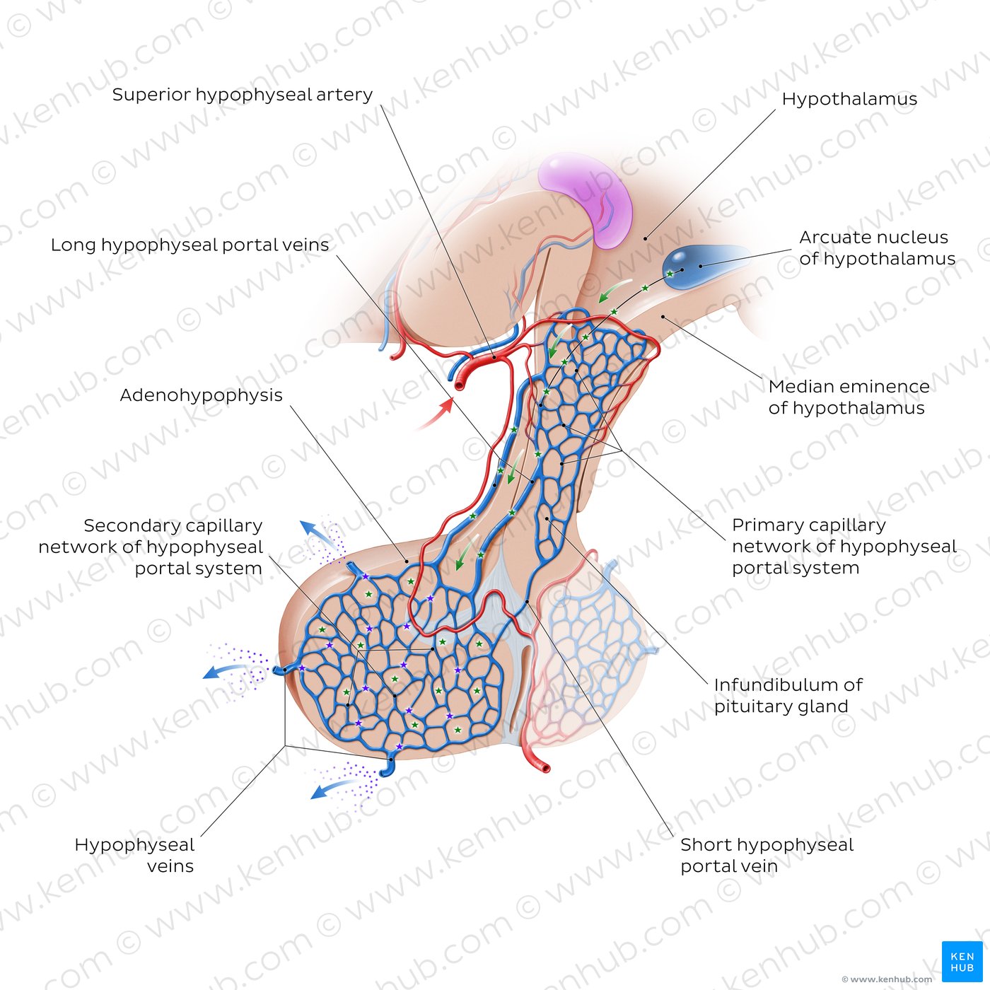 Hypophyseal portal system: Overview
