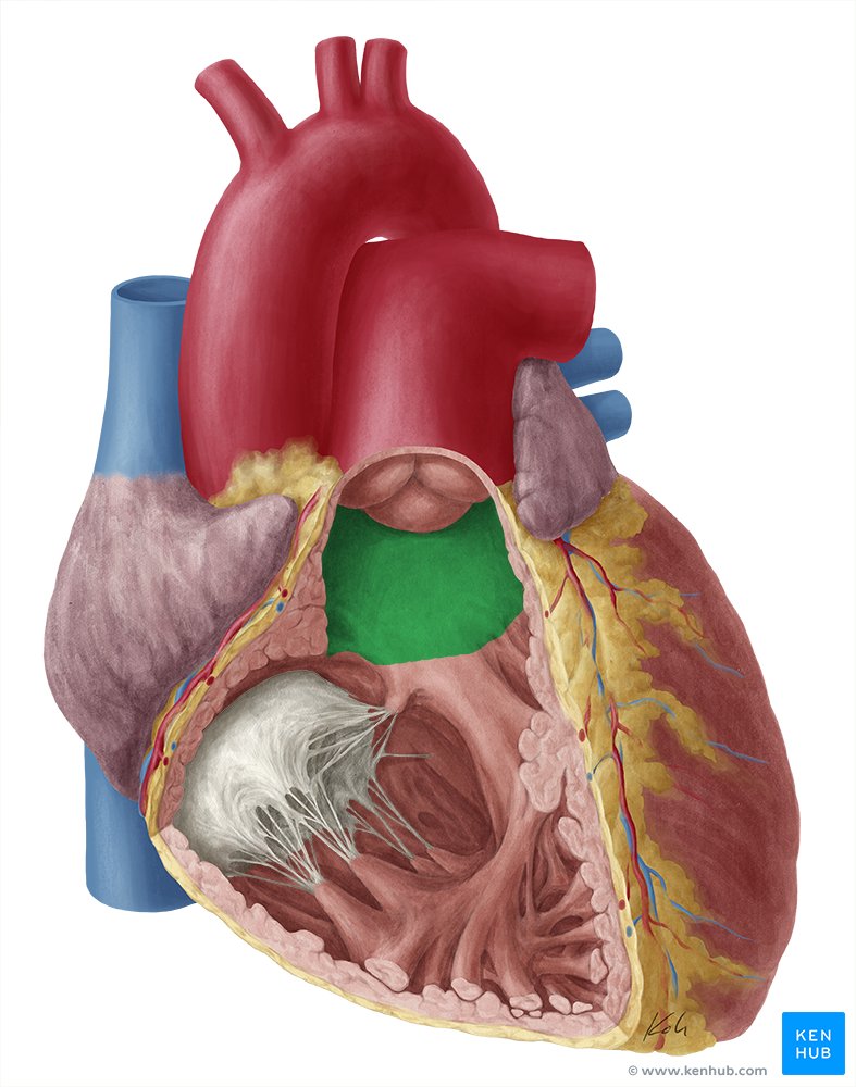 Cone arterior - vista anterior (verde)