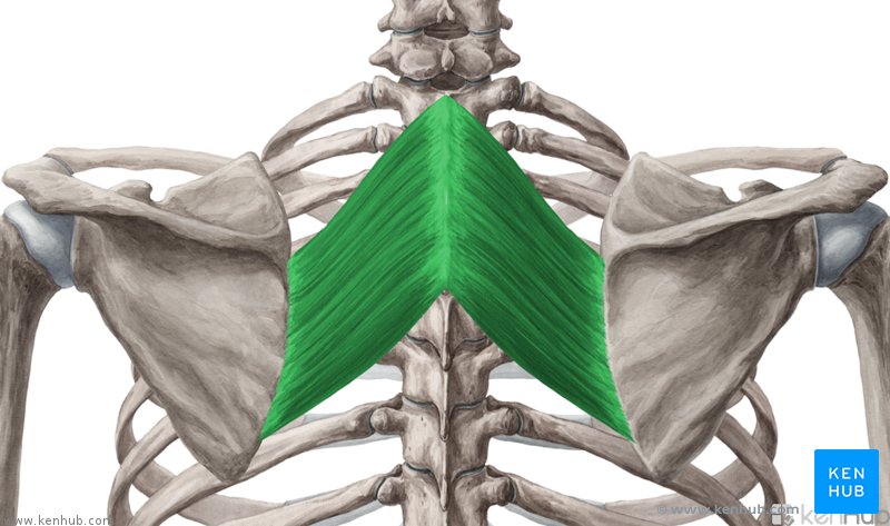 The Superficial Back Muscles Attachments Actions Teachmeanatomy