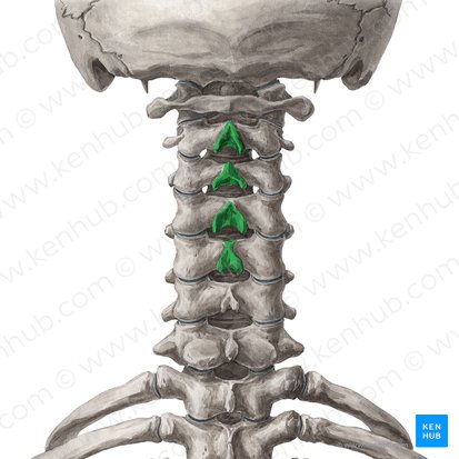 Procesos espinosos de las vértebras C2-C5 (Processus spinosi vertebrarum C2-C5); Imagen: Yousun Koh