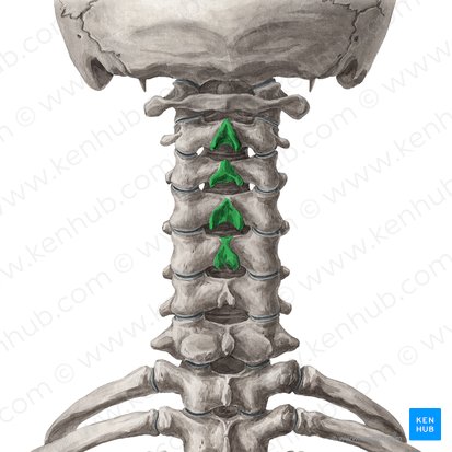 Spinous processes of vertebrae C2-C5 (Processus spinosi vertebrarum C2-C5); Image: Yousun Koh