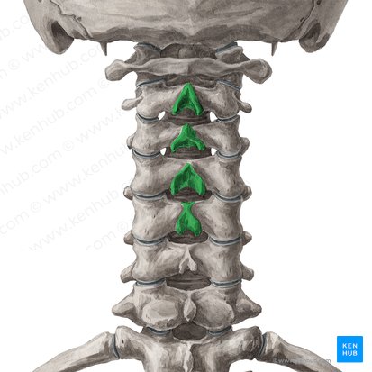 Spinous processes of vertebrae C2-C5 (Processus spinosi vertebrarum C2-C5); Image: Yousun Koh