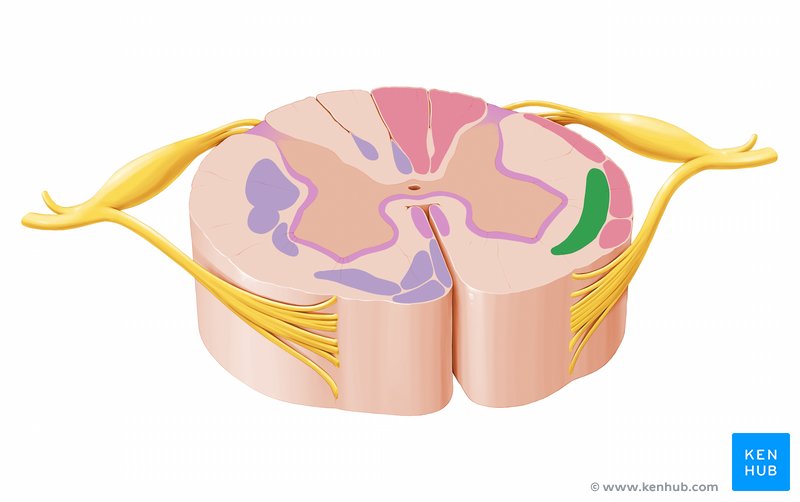 Spinothalamic and spinoreticular tract (Tractus spinothalamicus et spinoreticularis)