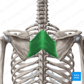 Músculo romboides mayor (Musculus rhomboideus major); Imagen: Yousun Koh