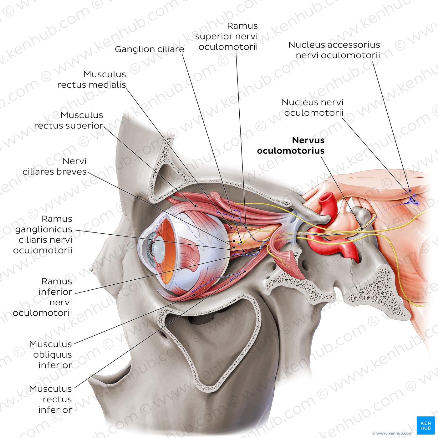 Oculomotor, abducens, and trochlear nerves (lateral-left view)