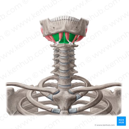 Musculus mylohyoideus (Unterkiefer-Zungenbein-Muskel); Bild: Yousun Koh