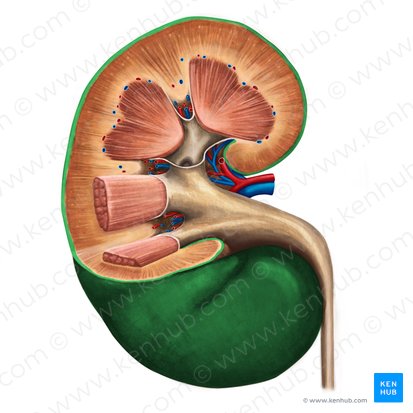 Renal capsule (Capsula fibrosa renis); Image: Irina Münstermann