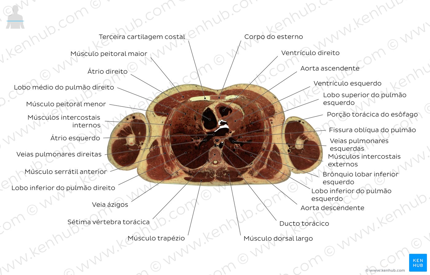 Corte transversal do toráx passando por T7 - Diagrama